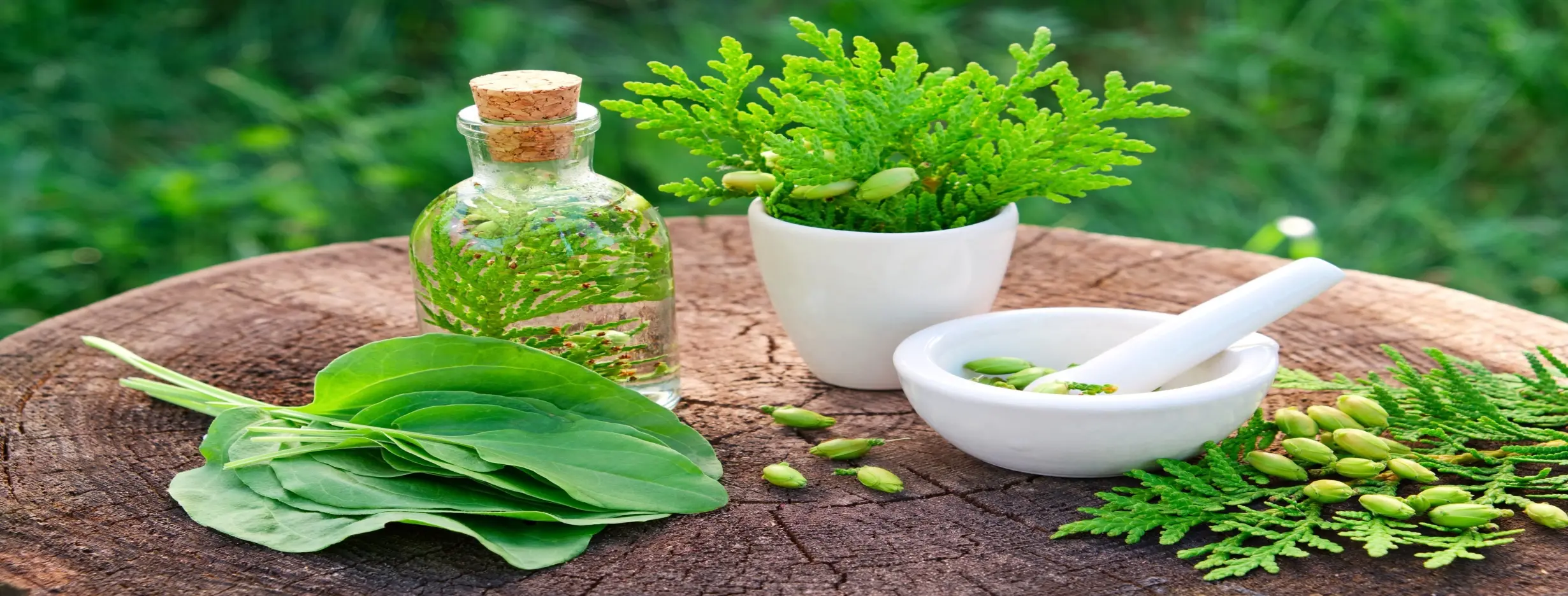 Image for Herbal Medicine Workshop